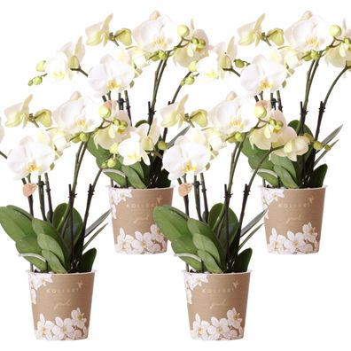 Kolibri Orchids | KOMBI Angebot von 4 weißen Orchideen - Ghent - Topfgröße | bl