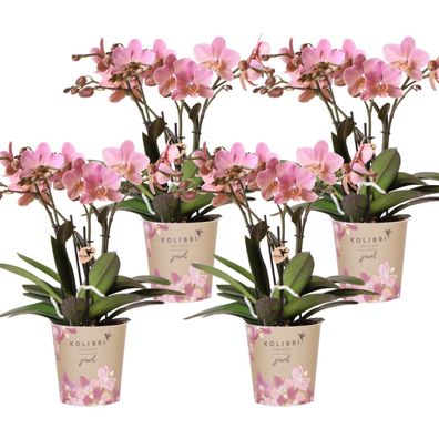 Kolibri Orchids | Kombiniertes Angebot von 4 Orchideen Phalaenopsis - Treviso - To