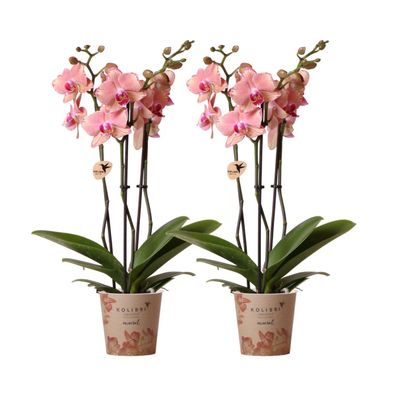 Phalaenopsis Orchideen - Pirate Picotee | 2 Stücke - Ø12cm - 30-50cm - Zimmerpfl