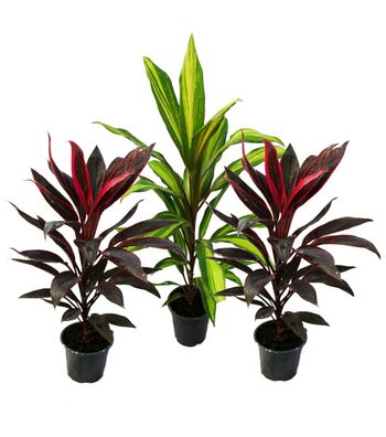 3er Set Cordyline fruticosa, Keulenlilie 12cm Topf