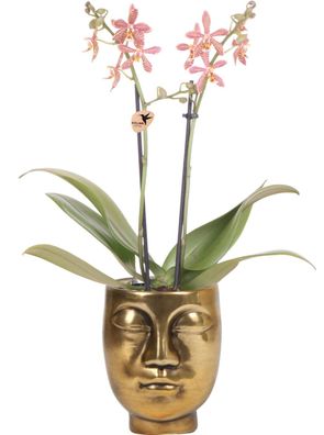 Kolibri Orchids - orange Phalaenopsis Orchidee - Spider in Face-2-Face gold