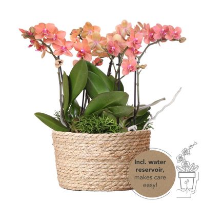 Kolibri Orchids | orangefarbenes Pflanzenset im Schilfkorb inkl. Wassertank |