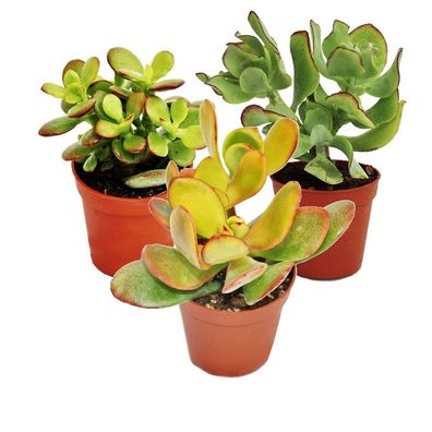 Geldbaum-Set, 3 verschiedene Crassula-Arten im 5,5cm Topf