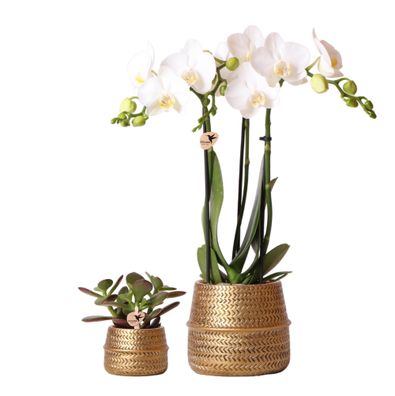 Kolibri Company - Pflanzenset Groove gold | Set mit weißer Phalaenopsis Orchidee