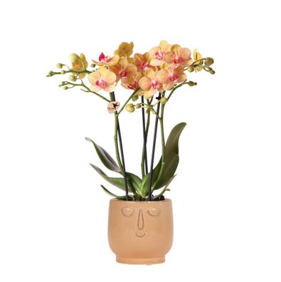 Kolibri Orchids | Orange Phalaenopsis orchid - Jamaica + Happy face dekorativer