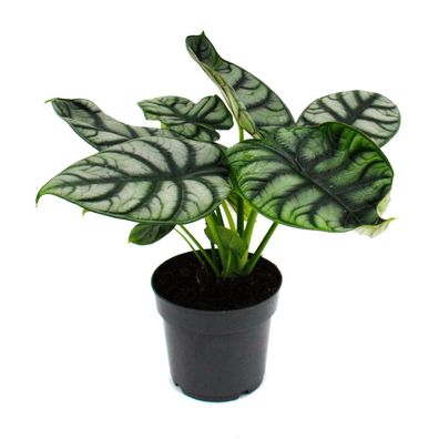 Alocasia baginda Silver Dragon - Tropenwurz - Alokasie - Silbernes Drachenschuppen