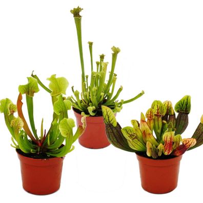 Schlauchpflanzen-Trio - 3 verschiedene Sarracenia-Pflanzen im Set - Fleischfressen