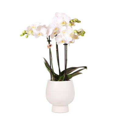 Kolibri Orchids | Weiße Phalaenopsis Orchidee - Amabilis + Scandic Ziertopf weiß