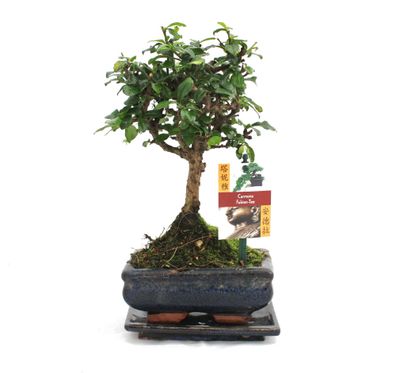 Bonsai Fukientee - Carmona microphylla - ca. 6 Jahre - Kugelform