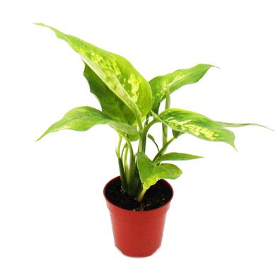 Mini-Pflanze - Dieffenbachia - Dieffenbachie - Ideal für kleine Schalen und Gläser