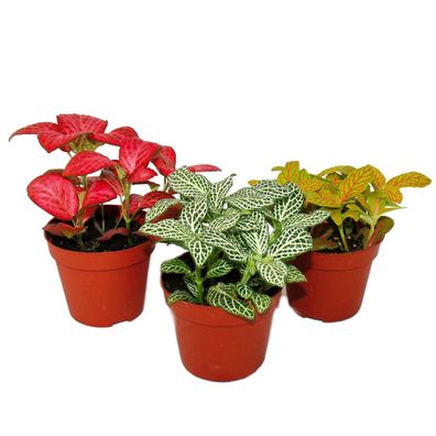 Set mit 3 verschiedenfarbige Fittonia -Pflanze, Silbernetzblatt, Mosaikpflanze,