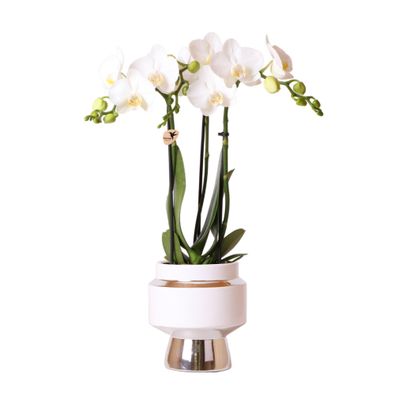 Kolibri Orchideen | Weiße Phalaenopsis Orchidee - Amabilis + Le Chic Deko-Topf