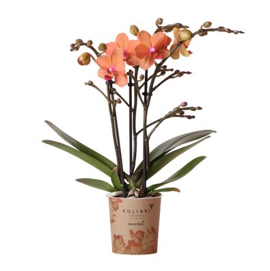 Kolibri Orchids | Orange Phalaenopsis Orchidee - Mineral Bolzano - Topfgröße 9cm