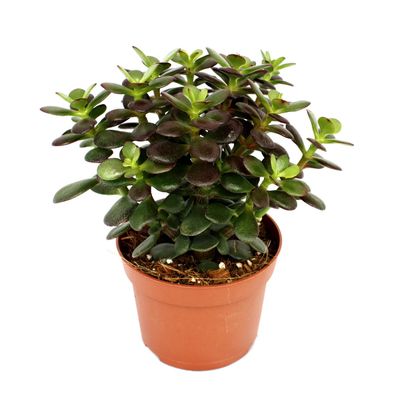 Crassula portulacea minor - Pfennigbaum - große Pflanze im 12cm