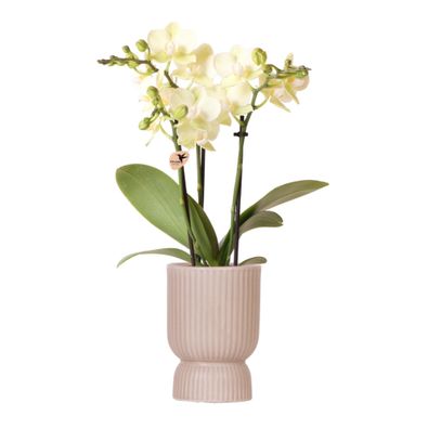 Kolibri Orchideen - gelbe Phalaenopsis-Orchidee - Mexiko - Topfgröße 9cm - blühend