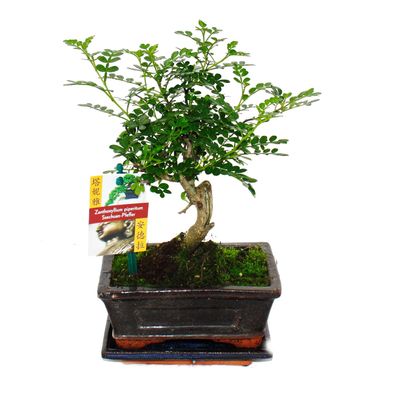 Bonsai Szechuan-Pfeffer - Zanthoxylum piperitum - ca. 6 Jahre - Kugelform