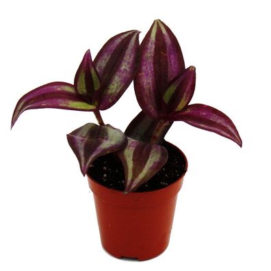 Mini-Pflanze - Tradescantia "Purple" - Dreimasterblume - Wasserhexe - Ideal für