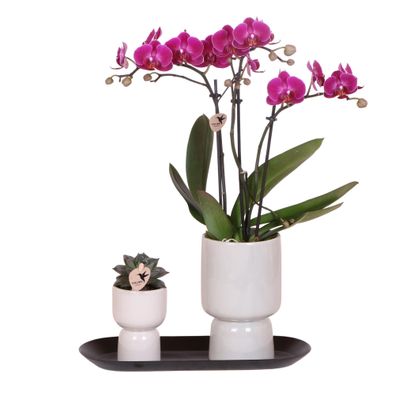 Kolibri Company - Set aus lila Orchidee und Succulent auf schwarzem Tablett