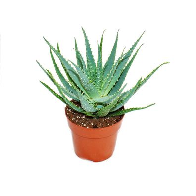 Aloe aborescens im 19cm Topf