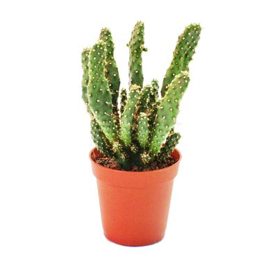 Opuntia tuna - kleine Pflanze im 5,5cm Topf