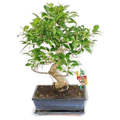 Bonsai Chinesischer Feigenbaum - Ficus retusa - ca. 10 Jahre