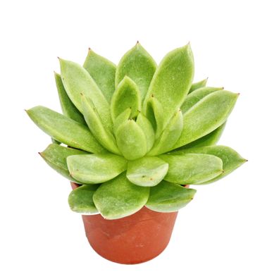 Echeveria agavoides - kleine Pflanze im 5,5cm Topf