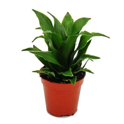 Mini-Pflanze - Dracaena compacta - Drachenbaum - Ideal für kleine Schalen und