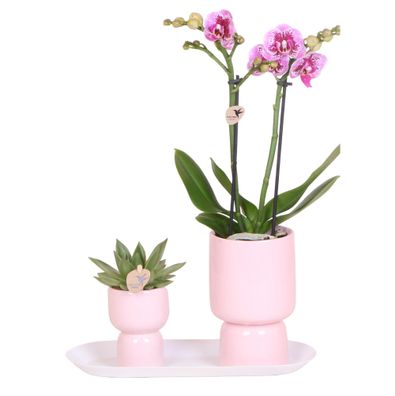 Kolibri Company - Set aus rosa gefleckter Orchidee und Sukkulente auf weißem Table