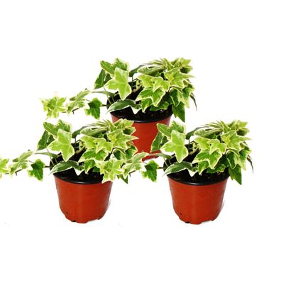 Hedera helix, 3er Set, Efeu, weißbuntes Laub, 9cm Topf