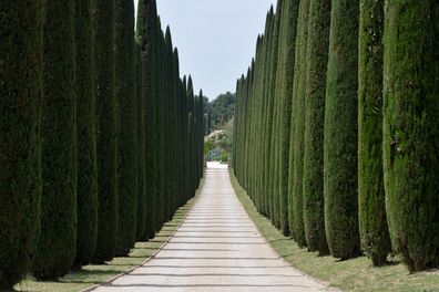 Mittelmeer-Zypresse Cupressus sempervirens Säulen-Zypresse Echte Zypresse