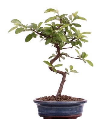 Bonsai - Pyracantha spec., Feuerdorn 206/05