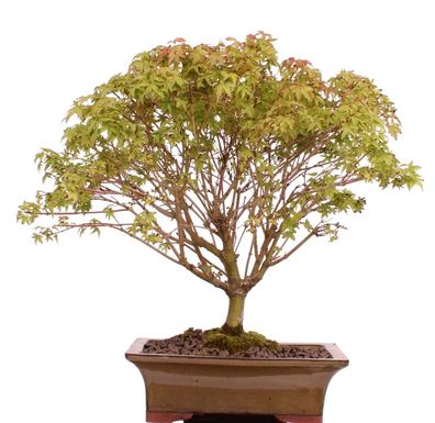 Bonsai - Acer palmatum Kiyohime, Japanischer Fächerahorn 204/74