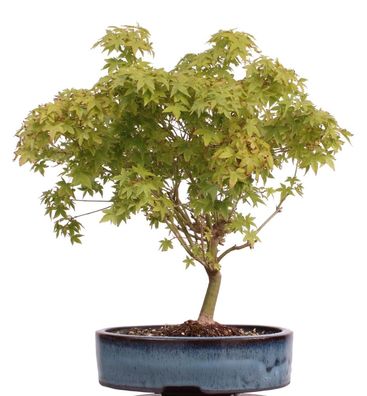 Bonsai - Acer palmatum Kiyohime, Japanischer Fächerahorn 204/76