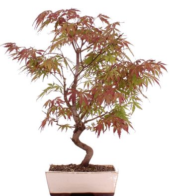 Bonsai - Acer palmatum, Japanischer Fächerahorn 209/17