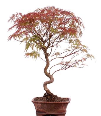 Bonsai - Acer palmatum, Japanischer Fächerahorn 209/27