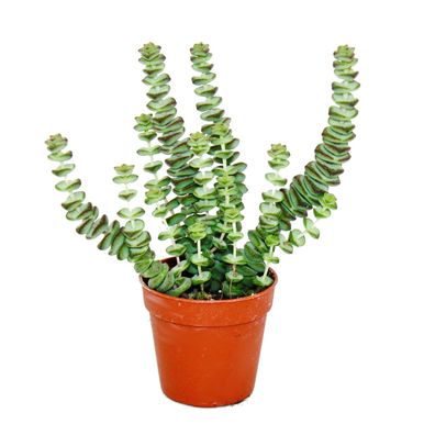 Sukkulente - Crassula Hottentot - Felsen-Dickblatt - im 8,5cm Topf