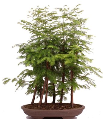 Bonsai - Metasequoia glyptostroboides, Urweltmammutbaum 222/36