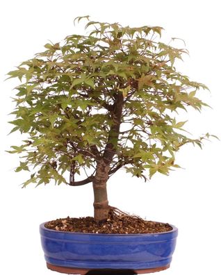 Bonsai - Acer palmatum Deshojo, roter Fächerahorn 222/14