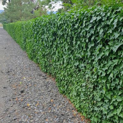 Hedera Hibernica | Atlantische klimop | 10-25cm | P9