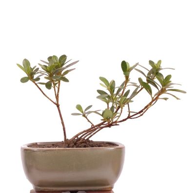 Bonsai - Japanische Satsuki Azalee , Rhododendron indicum 201/209