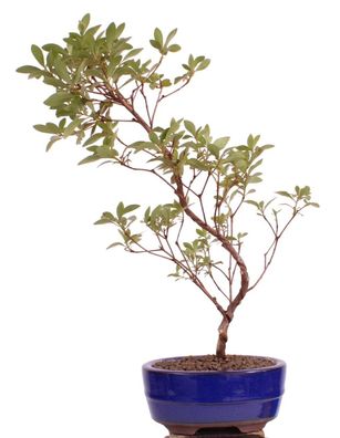 Bonsai - Jap. Satsuki Azalee 'Asuka-no-Homare', Rhododendron indicum 218/72