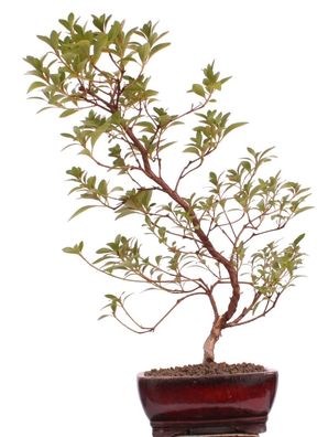 Bonsai - Jap. Satsuki Azalee 'Beniasuka', Rhododendron indicum 218/114