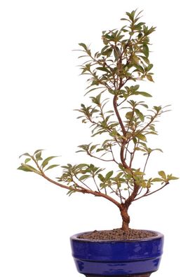 Bonsai - Jap. Satsuki Azalee 'Hanabin', Rhododendron indicum 218/107