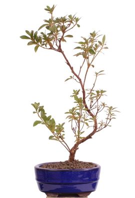 Bonsai - Jap. Satsuki Azalee 'Hanabin', Rhododendron indicum 218/133