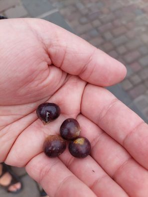 Chinesische Feige aus Ostasien - Ficus microcarpa 5+ Samen - Seeds W 233