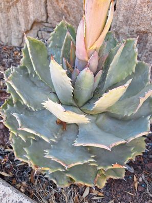 Schmetterling Agave - Agave potatorum 5+ Samen - sukkulente Pflanze E 343