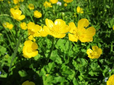 Scharfer Hahnenfuss - Ranunculus acris Giant Buttercup 200+ Samen - Seeds E 203