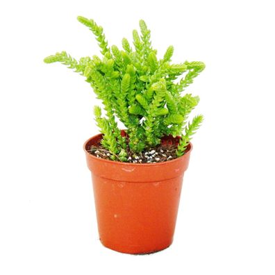 Sukkulente - Crassula lycopodioides - Mäuseschwanz - im 5,5cm Topf