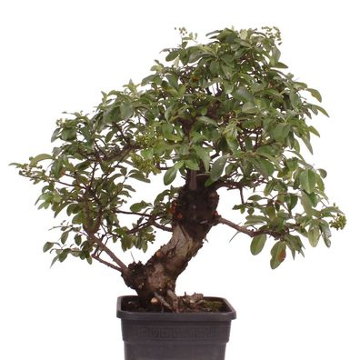 Bonsai - Pyracantha spec., Feuerdorn 216/155