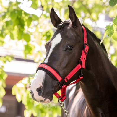 Kieffer - Supreme Nylon-Halfter für Pferde - rot - Warmblut